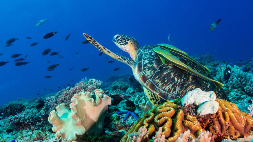 Trabalho de conservação marinha realizado pelo PermaMar