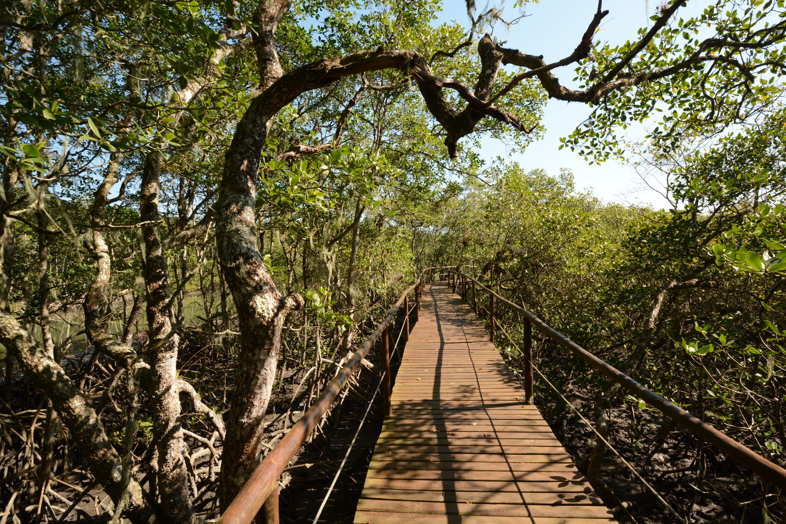 Trilha no manguezal com vegetação